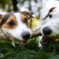 Feline Focus: Cat Breeds and Their Unique Insurance Requirements in Britain