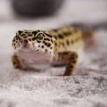 A Comprehensive Guide to Exotic Pet Insurance in the UK: Coverage, Benefits, and Exclusions