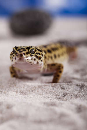 A Comprehensive Guide to Exotic Pet Insurance in the UK: Coverage, Benefits, and Exclusions