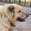 Navigating Health Risks of Popular UK Dog Breeds: Insurance Considerations Explained