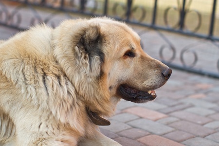 Navigating Health Risks of Popular UK Dog Breeds: Insurance Considerations Explained