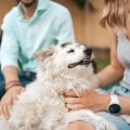 The Comprehensive Guide to Multi-Pet Insurance Discounts in the UK
