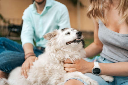 The Comprehensive Guide to Multi-Pet Insurance Discounts in the UK