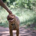 The Pros and Cons of Lifetime Pet Insurance for UK Pet Owners