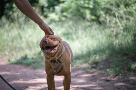 The Pros and Cons of Lifetime Pet Insurance for UK Pet Owners