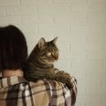 A Comprehensive Guide to Dental Cover for Pets in the UK: What Every Pet Owner Should Know
