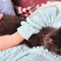 Adopting from Rescues: Insurance Implications for Mixed-Breed and Rehomed Pets in the UK