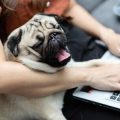 The Role of Customer Service When Managing Multi-Pet Insurance Policies in the UK