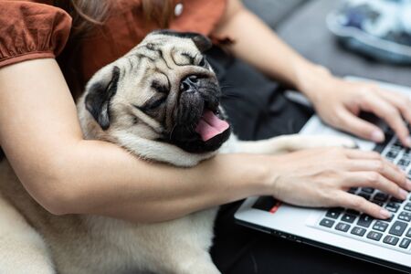 The Role of Customer Service When Managing Multi-Pet Insurance Policies in the UK