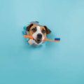 How Pet Dental Health Affects Overall Health: Insights for British Pet Owners
