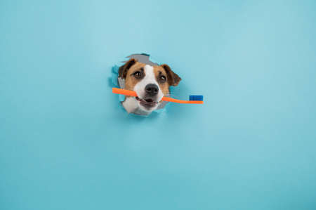 How Pet Dental Health Affects Overall Health: Insights for British Pet Owners