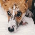 Alternatives to Traditional Pet Insurance for Pets with Pre-existing Conditions in the UK