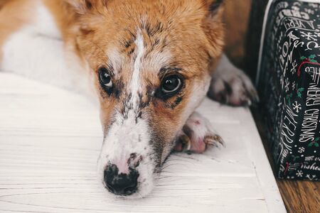 Alternatives to Traditional Pet Insurance for Pets with Pre-existing Conditions in the UK
