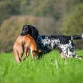 The Cost of Insuring Working Dog Breeds in the UK: A Deep Dive