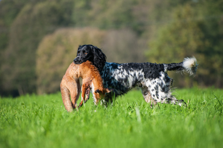 The Cost of Insuring Working Dog Breeds in the UK: A Deep Dive