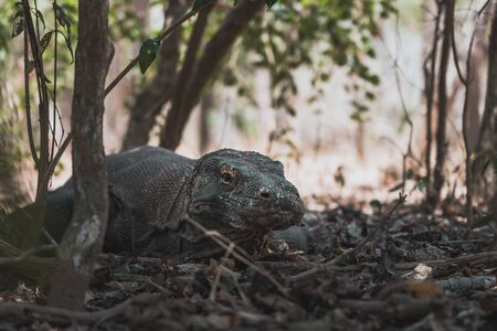 The Cost of Exotic Pet Insurance in the UK: What Determines Your Premium?