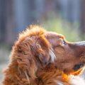 Labradors, Spaniels, and Shepherds: Breed-Specific Claims Trends in British Pet Insurance