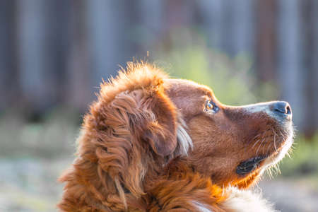 Labradors, Spaniels, and Shepherds: Breed-Specific Claims Trends in British Pet Insurance